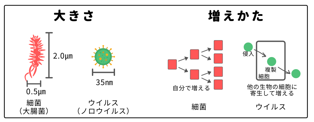 細菌とウイルスの違い