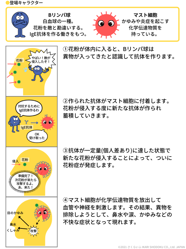 花粉症発症のメカニズム