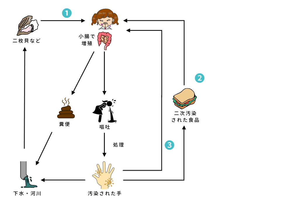 ノロウイルスの感染経路