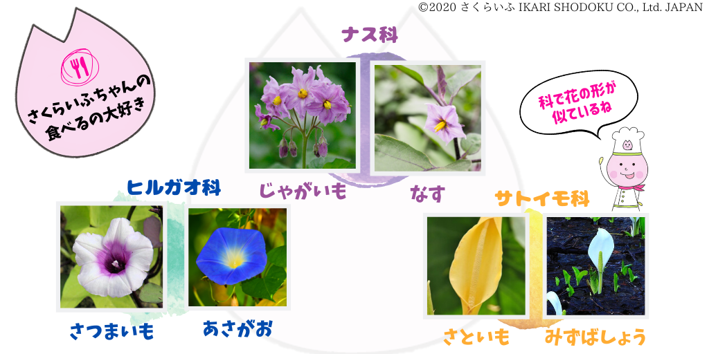 イモ科の花の違い