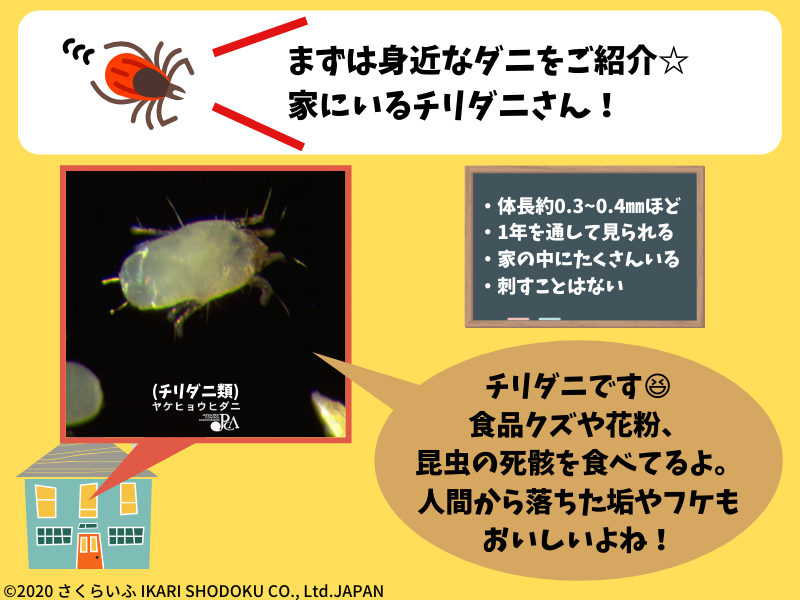 チリダニ