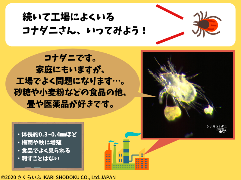 コナダニ
