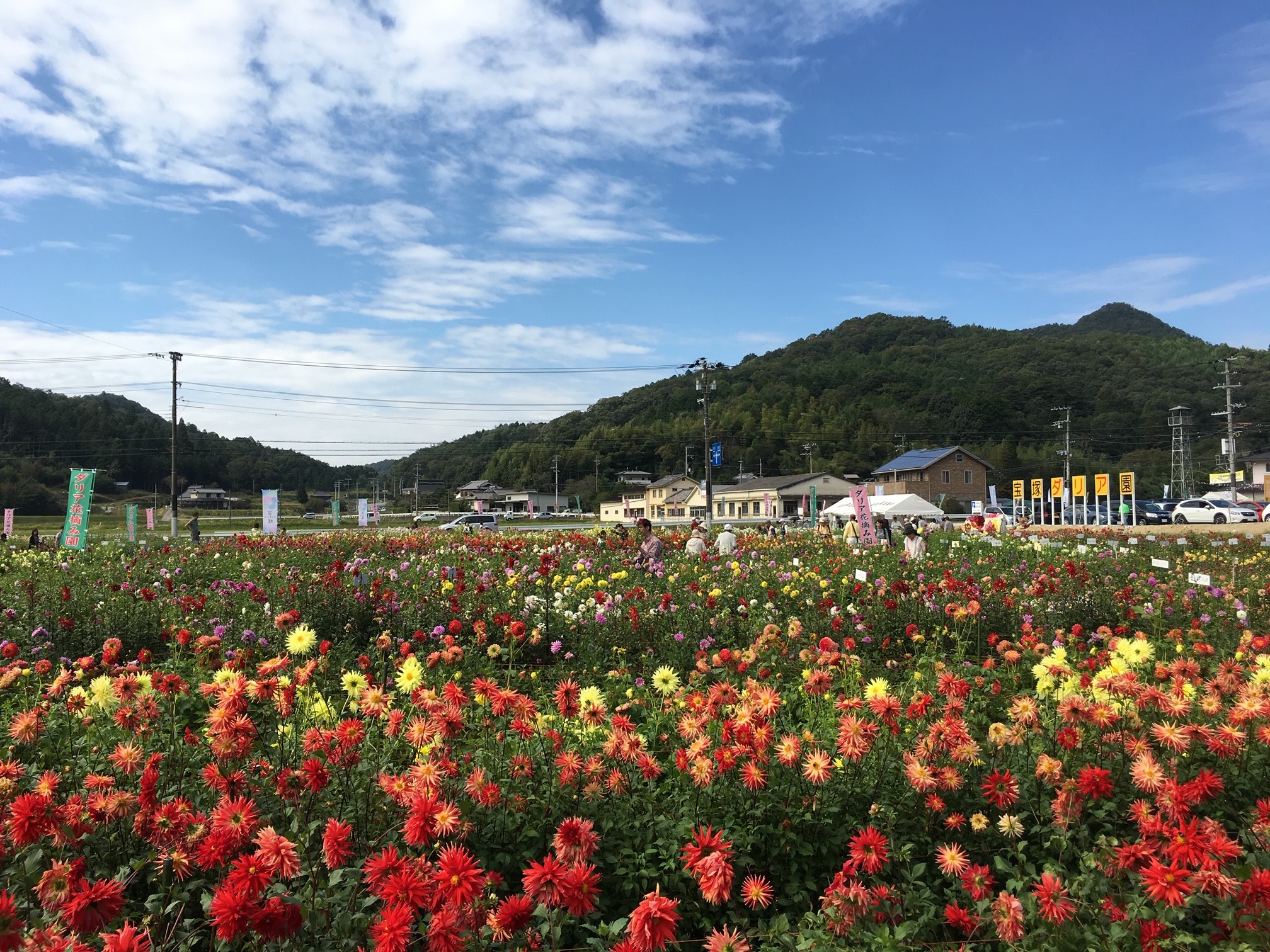 ダリア