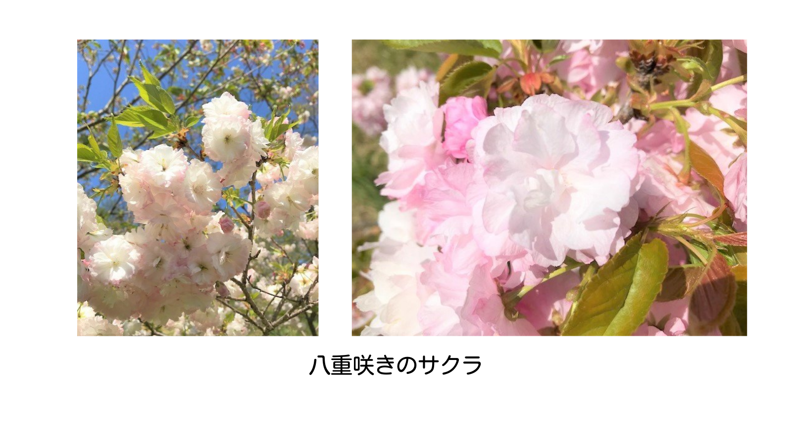 八重咲きのサクラ