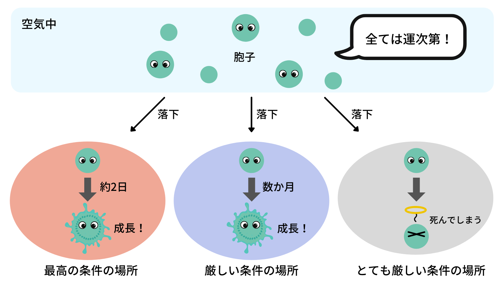 カビが生えるかは運次第