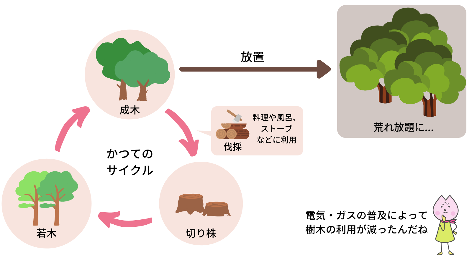 伐採のサイクル