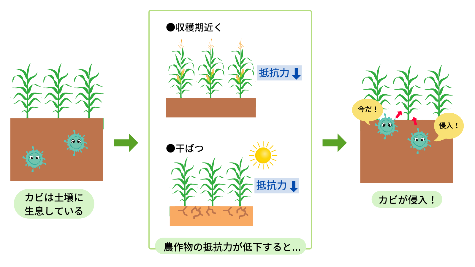 食べ物に侵入するカビ