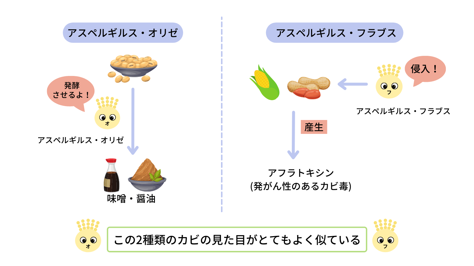 フラブスとオリゼ