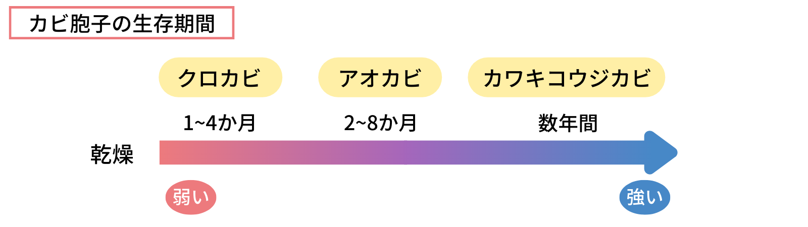 カビの生存期間