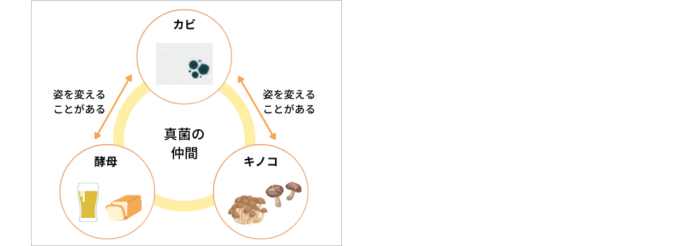 カビと酵母ときのこ