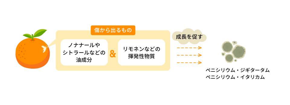 みかんの成分がカビ成長を促進