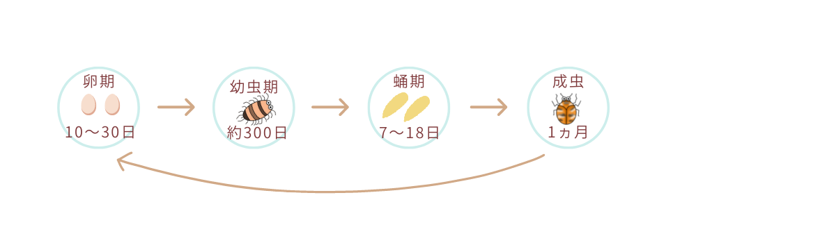 カツオブシムシ類のライフサイクル