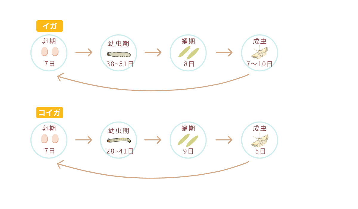 イガ・コイガのライフサイクル