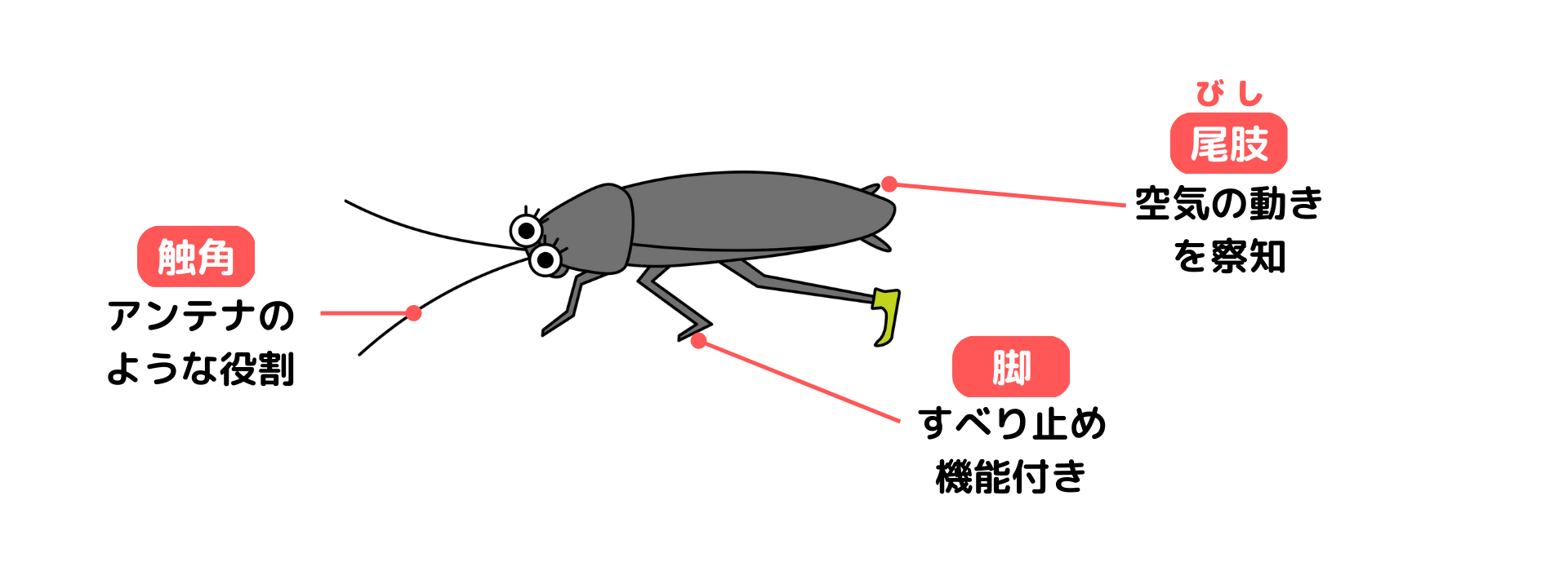 ゴキブリの役割: ゴキブリのすごいところ – NIQYS