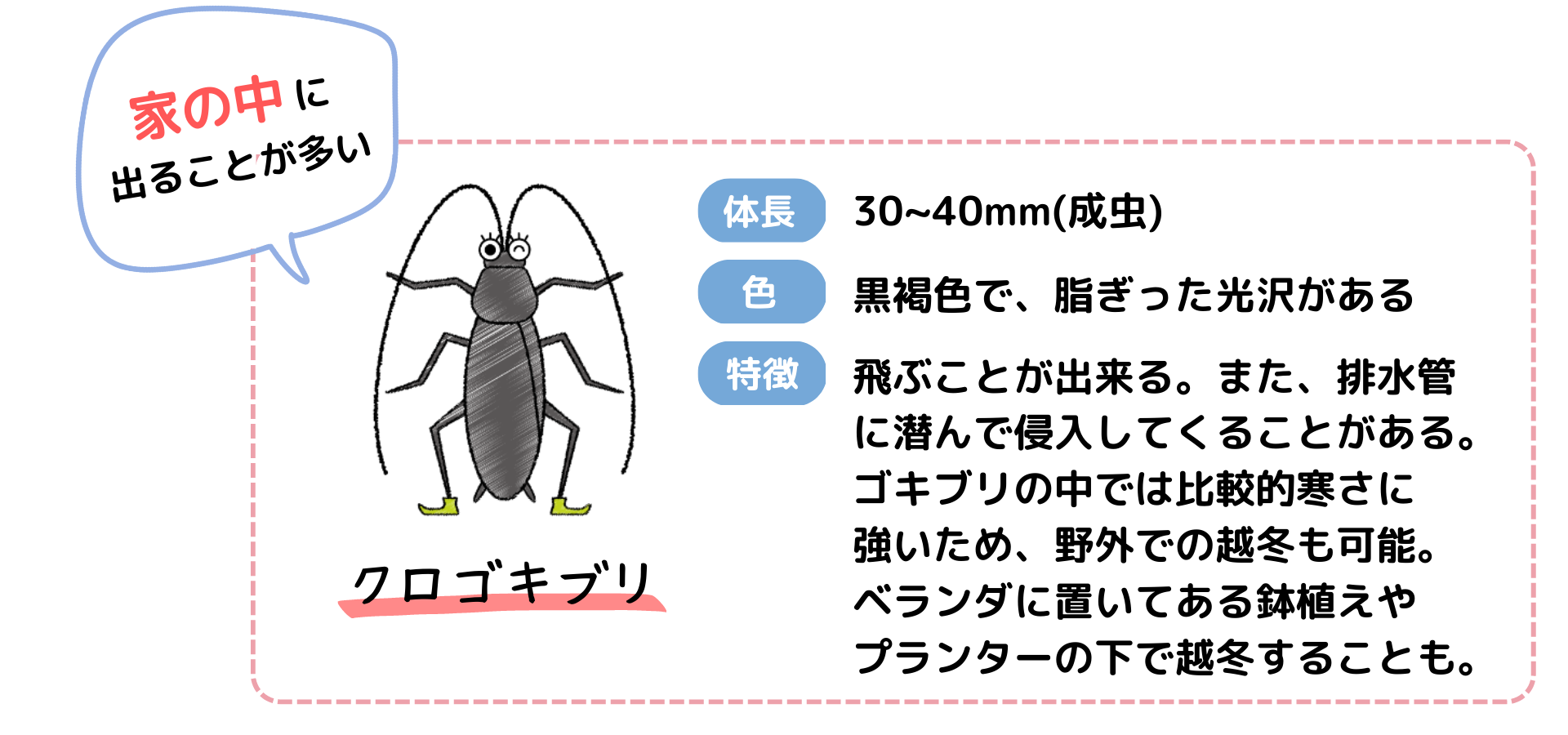 クロゴキブリの特徴