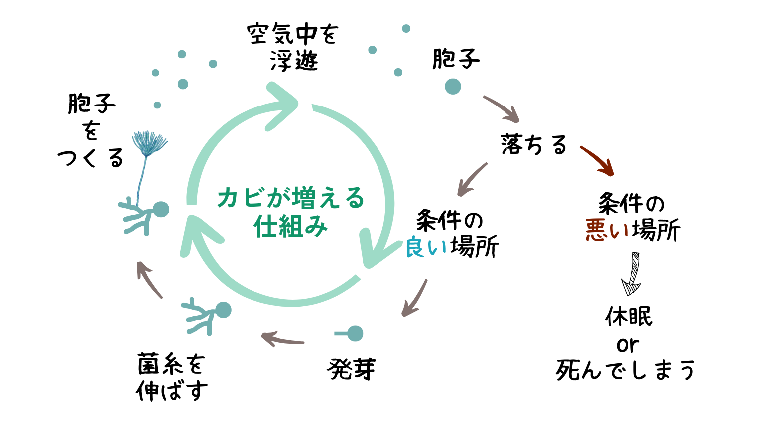 カビのライフサイクル