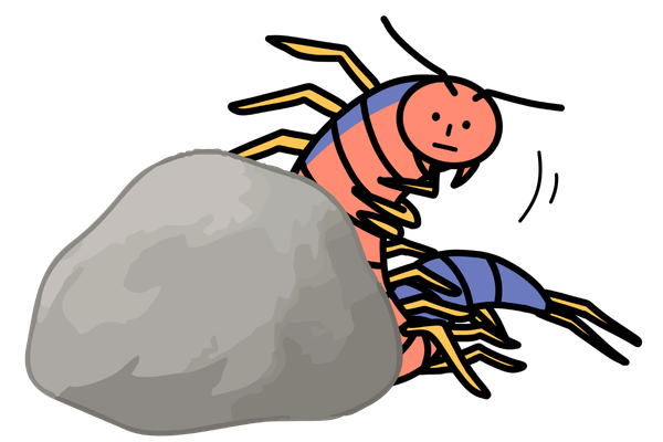 ムカデの生態紹介画像