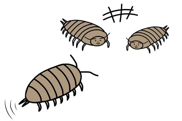 ワラジムシの生態紹介画像
